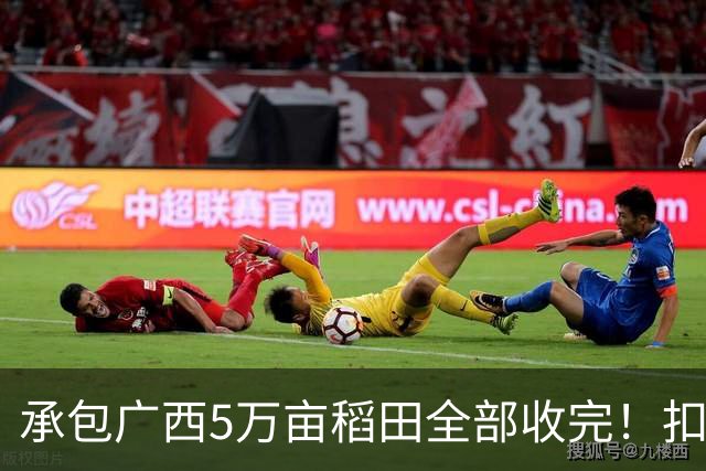 承包广西5万亩稻田全部收完！扣完成本，最终得到的利益是多少呢